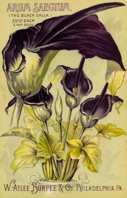 Arum Sangtum (The Black Calla) 