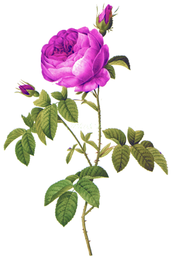 Purple Rose